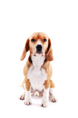 Av köpeği beyazı izole etmiş.