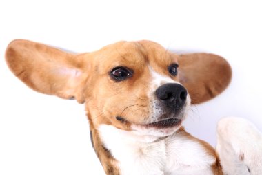 Av köpeği beyazı izole etmiş.