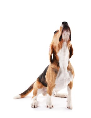 Av köpeği beyazı izole etmiş.