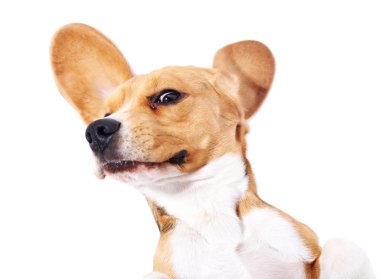 Av köpeği beyazı izole etmiş.