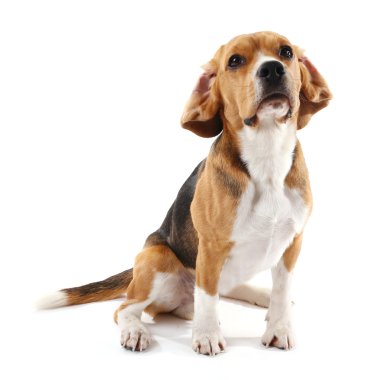 Av köpeği beyazı izole etmiş.