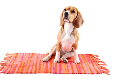 Av köpeği beyazı izole etmiş.