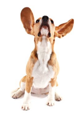 Av köpeği beyazı izole etmiş.