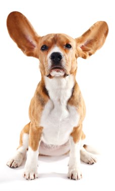 Av köpeği beyazı izole etmiş.