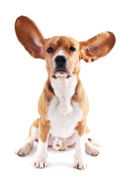 Av köpeği beyazı izole etmiş.