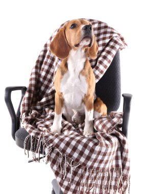 Beyaz izole ekose sandalyeyle Beagle köpek