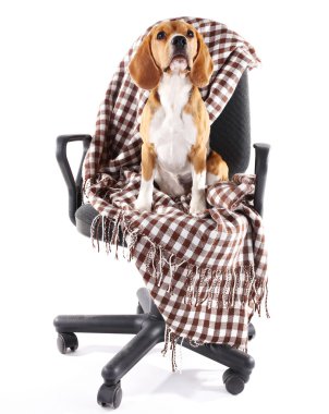 Beyaz izole ekose sandalyeyle Beagle köpek