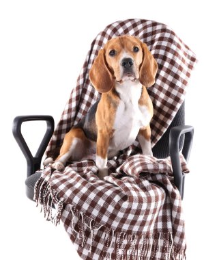 Beyaz izole ekose sandalyeyle Beagle köpek