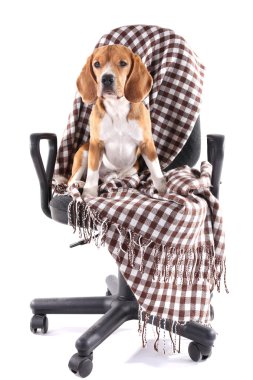 Beyaz izole ekose sandalyeyle Beagle köpek