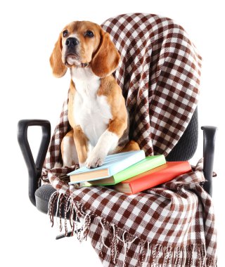 Beyaz izole ekose sandalyeyle Beagle köpek