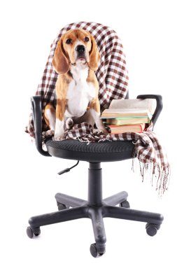 Beyaz izole ekose sandalyeyle Beagle köpek