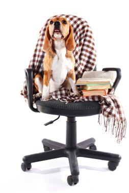 Beyaz izole ekose sandalyeyle Beagle köpek