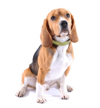 Av köpeği beyazı izole etmiş.