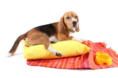 Av köpeği beyazı izole etmiş.