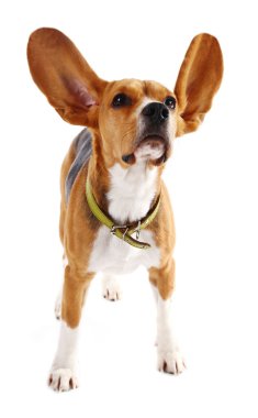 Av köpeği beyazı izole etmiş.