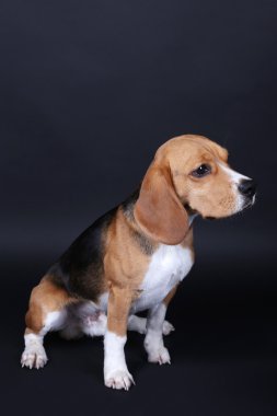 Beagle köpek koyu arka plan üzerinde