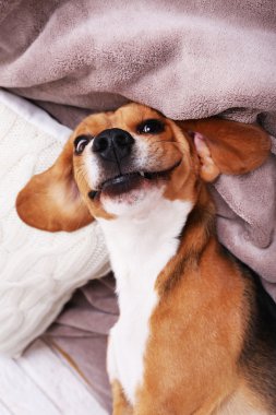 Beagle köpek yatak yakın çekim üzerinde