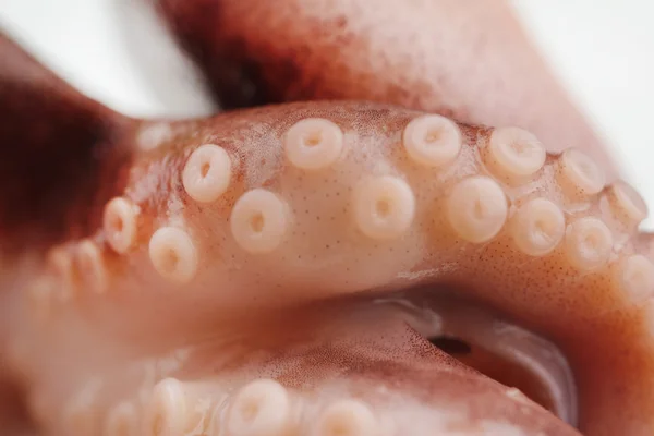 Detail chapadla chobotnice s přísavkami (makro) — Stock fotografie