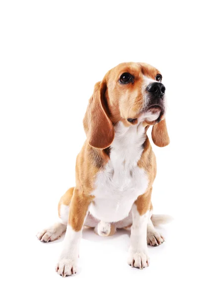 Beagle dog isolated on white — Stock Photo, Image