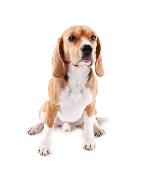 Beagle cane isolato su bianco — Foto Stock