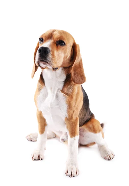 Chien beagle isolé sur blanc — Photo