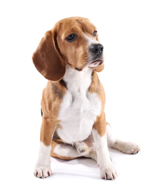 Beagle perro aislado en blanco — Foto de Stock