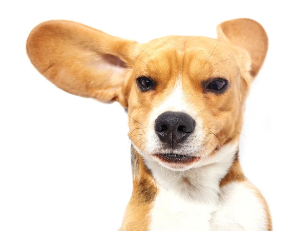 Cão beagle isolado em branco — Fotografia de Stock