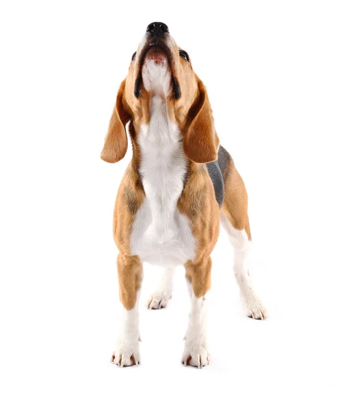 Beagle perro aislado en blanco — Foto de Stock