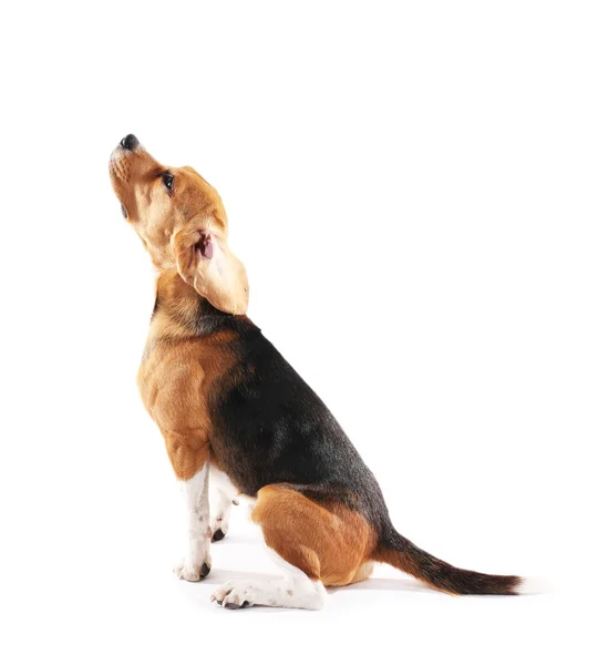 Beagle hond geïsoleerd op wit — Stockfoto