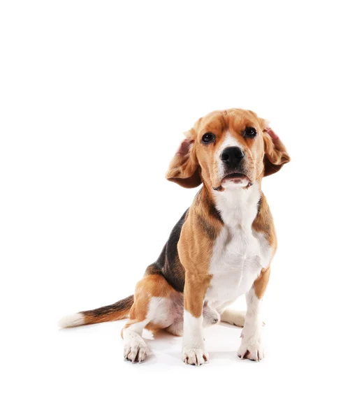 Beagle perro aislado en blanco — Foto de Stock