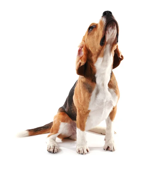 Beagle perro aislado en blanco — Foto de Stock