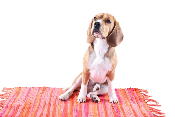 Beagle dog isolated on white — Stock Photo, Image