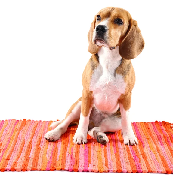 Cão beagle isolado em branco — Fotografia de Stock
