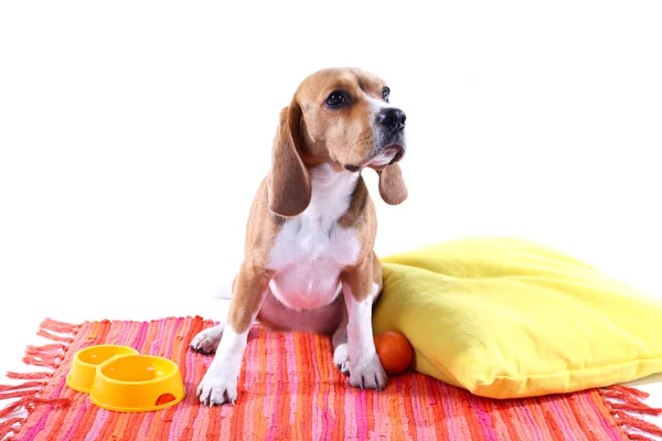 Beagle hund isolerad på vit — Stockfoto