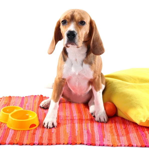 Beagle cane isolato su bianco — Foto Stock
