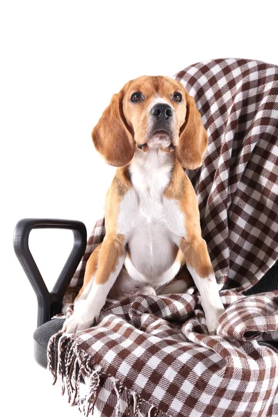Beagle hund på stol med Pläd isolerad på vit — Stockfoto