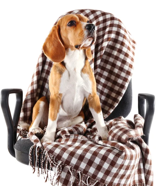 白で隔離の格子縞が付いている椅子のビーグル犬 — ストック写真