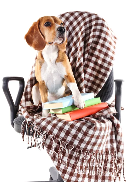 Beagle psa na židli s plaid izolovaných na bílém — Stock fotografie