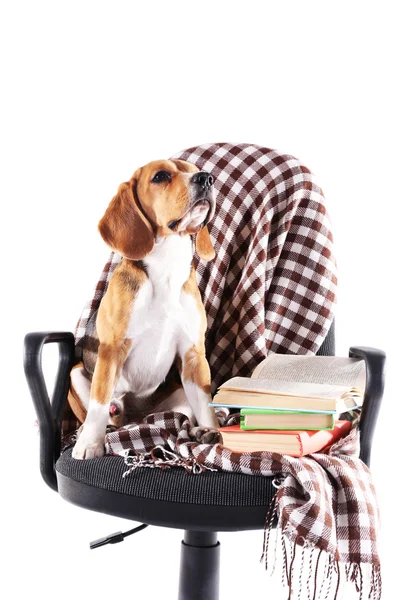 Beagle dog on chair with plaid isolated on white — Stock Photo, Image