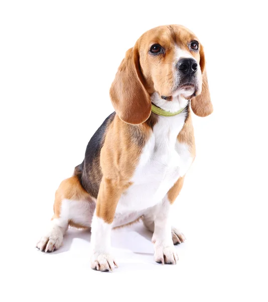 Chien beagle isolé sur blanc — Photo