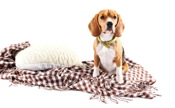 Beagle hund på Pläd isolerad på vit — Stockfoto