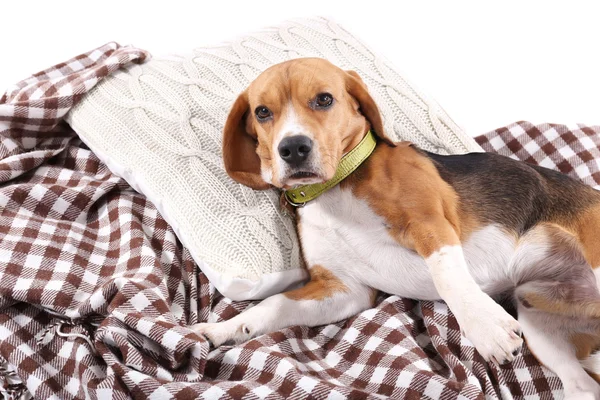 Beagle dog on plaid close-up — Stock Photo, Image