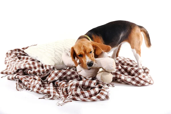 Beagle dog on plaid isolated on white — Stock Photo, Image