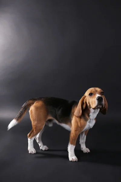 Beagle hund på mörk bakgrund — Stockfoto