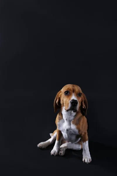 Beagle perro sobre fondo oscuro — Foto de Stock