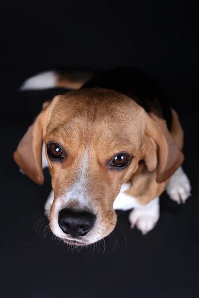 Beagle Hund auf dunklem Hintergrund — Stockfoto