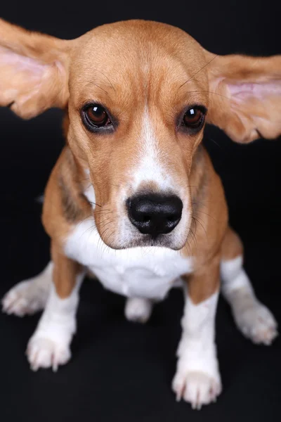 Beagle hund på mörk bakgrund — Stockfoto