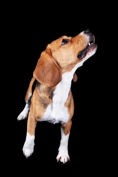 Beagle psa na tmavém pozadí — Stock fotografie