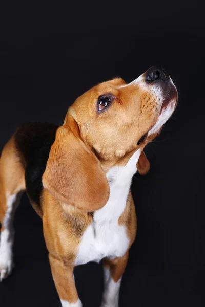 Beagle hund på mörk bakgrund — Stockfoto
