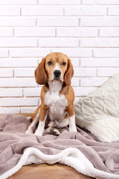 Beagle psa na zeď na pozadí — Stock fotografie